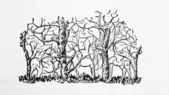 Ensimmäinen eläin, jonka näet kuvassa, paljastaa todellisen luonteesi