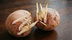 Poistetaanko vai jätetäänkö siemenperunan idut? Yksinkertainen vastaus kysymykseen, joka mietityttää monia