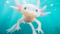 Aito kotilohikäärme, joka uusiutuu aivoiltaan eikä koskaan vanhene