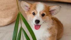 Mistä tunnistat, että koirasi on onnellinen: asiantuntijoiden mukaan 6 tärkeintä merkkiä