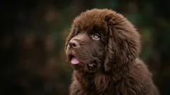 Hiljaiset koirarodut: mitkä rodut eivät käytännössä koskaan hauku?