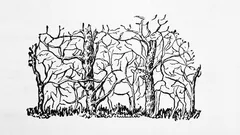 Ensimmäinen kuvassa näkyvä eläin paljastaa persoonallisuutesi ytimen.