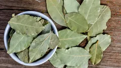 Miksi ihmiset laittavat laakerinlehden huonekasvin ruukkuun?