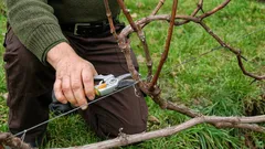 Mitä viiniköynnökselle pitää tehdä keväällä, jotta saat kesällä hyvän sadon: hyödylliset vinkit