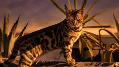 Ne eivät juurikaan karvaa, eivät haise ja sairastavat harvoin: 3 kissarotua niille, jotka arvostavat puhtautta ja rauhaa