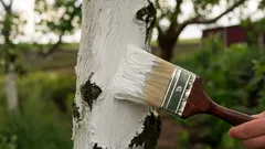 Millä puita valkaistaan keväällä: kokeile näitä tehokkaita kalkin korvikkeita