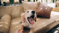 Miksi koira haukkuu ilman syytä? 7 yleistä selitystä ja mitä voit tehdä