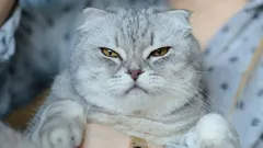 6 yllättävää asiaa, jotka voivat ärsyttää kissaasi suuresti