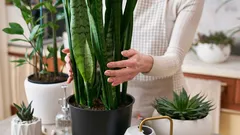 Kuinka päästä eroon homeesta kotona: 5 huonekasvia, jotka auttavat korkeassa kosteudessa