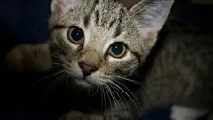 Tiesitkö, mitä kissasi tekee suojellakseen sinua ja kotiasi?