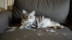 Ilman imuria ja nukanpoistorullaa: näin pääset eroon kissankarvoista alle viidessä minuutissa