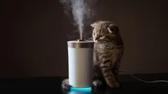 Miten päästä eroon kissanhajusta: helpot niksit myös kaikkein pahimpiin tapauksiin