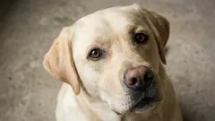 7 kaikkein kilteintä koirarotua: mitä eläinlääkärit suosittelevat lapsiperheille ja ensikertalaisille