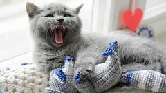 Miksi kissasi kävelee ympäri kotia ja maukuu: mitä se yrittää kertoa sinulle?