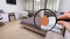 Miten päästä eroon luteista: aidosti tehokkaat kotikonstit