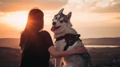 Ihmisen uskollisin ystävä: voiko koira unohtaa omistajansa?