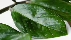 Kilpikirva huonekasveissa: miten tunnistat sen ja pääset eroon tuholaisesta