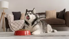 Miksi koira murisee syödessään? Syyt, merkit ja mitä tehdä tällaisessa tilanteessa