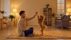 Miksi koira lopetti leikkimisen? 4 yleistä syytä ja mitä omistajan kannattaa tehdä