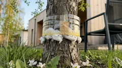 Muurahaiset kantavat kirvat omenapuuhun – pieni runkoeste katkaisee reitin