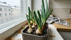 Näin kasvatat vihersipulia ikkunalaudalla talvella: kolme vaihetta, joista moni lipsuu
