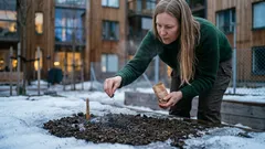 Kun piha on vielä lumilaikuilla: kylvä sulapaikkoihin nämä 3 kukkaa ja anna kevään hoitaa alku