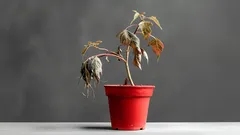 Yksinkertainen kotikonsti nuutuneiden kasvien elvyttämiseen – 3 ainesosaa, jotka löytyvät jo keittiöstäsi