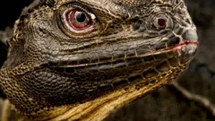 Tiesitkö, että maapallolla on oikeasti ”lohikäärmeitä” – ja että ne voivat pian kadota?