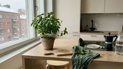 Ruukkubasilika keittiössä: oikea paikka ja latvonta, joilla se pysyy tuuheana pitkään