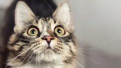 Mitä merkkejä kissat antavat ennen kuin onnettomuus kohtaa kotisi – ole varuillasi