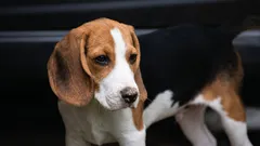 Mitkä koirarodut sairastavat kaikkein harvimmin? 10 rotua, joilla on vahvin terveys