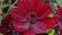 Suklaantuoksuinen kasvi, josta harva tietää