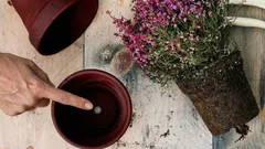 Miksi reikä kukkaruukun pohjassa on kriittinen sisäkasvien terveyden kannalta?