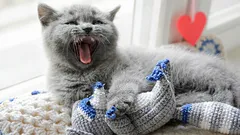 Miksi kissa kävelee ympäri taloa ja maukuu: Mitä se yrittää kertoa sinulle?