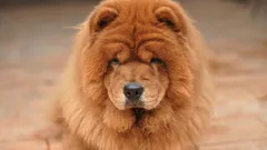 7 parasta rotua: Minkä koirien elinikä on pisin?