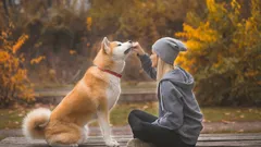 Uskollisia elämän loppuun asti: 5 koirarotua, jotka kiintyvät ihmisiin poikkeuksellisen vahvasti