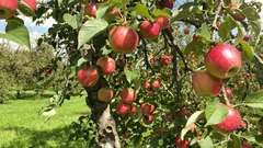 Hedelmäpuiden leikkaus: oikea ajankohta ja hyödylliset vinkit huikeaan satoon