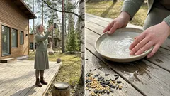 Moni piha hiljenee, kun linnut eivät viihdy – näin teet pihasta niille turvallisen ja houkuttelevan.