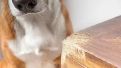 Miksi koira jyrsii huonekaluja: 8 yleisintä syytä ja toimivat ratkaisut