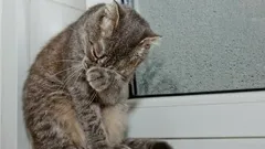 Itkevätkö kissat kuten ihmiset? Mitä niiden vetiset silmät oikeasti tarkoittavat?