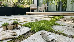 Vihreä matto kivien väliin: irlanninmossina onnistuu helposti – kun yksi kasvupaikkajuttu on kohdallaan