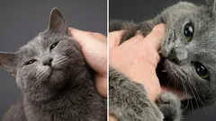 Miksi kissa on ensin kiltti ja ystävällinen, mutta puree sitten yhtäkkiä: mielenkiintoisia faktoja ilmiöstä