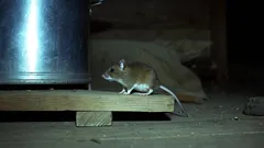 Näin suojaat kodin ja varaston hiiriltä: toimivat vinkit