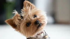 Miksi koirat kallistavat päätään, kun niille puhutaan – kouluttajien ja tutkimusten mukaan