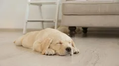 Miksi koirat pyörivät ympyrää ennen nukkumaanmenoa: vastaus voi yllättää monia