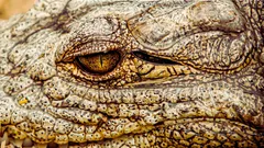 Maailman vanhin krokotiili: tältä näyttää luonnon ihme – 124-vuotias Henry