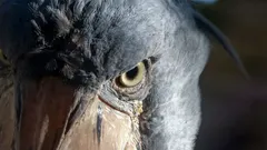 Yksi maailman oudoimmista ja mahtavimmista linnuista, joka saalistaa krokotiileja