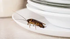 Tätä tekee 99 % ihmisistä: syy, miksi torakoita ilmestyy jopa siistiin asuntoon