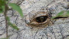 Maailman vanhin krokotiili: tältä näyttää 124-vuotias luonnonihme nimeltä Henry.