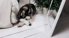 Miksi koirat eivät tunnista itseään peilistä – ja mitä se kertoo niiden älykkyydestä